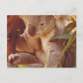 Koala Bear Liebe Postkarte (Vorderseite)