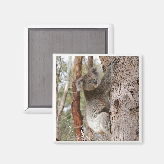 Koala Bear Magnet (Vorderseite/Rückseite)