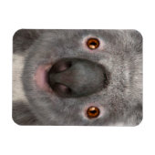 Koala Bear Magnet (Horizontal)