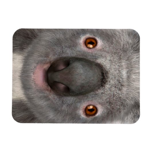 Koala Bear Magnet (Horizontal)