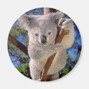 Koala Bear Magnet