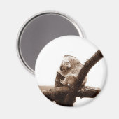 Koala Bear Magnet (Vorderseite/Rückseite)