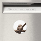 Koala Bear Magnet (In Situ (Geschirrspüler))