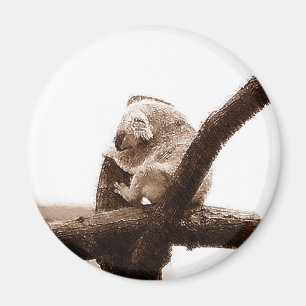 Koala Bear Magnet