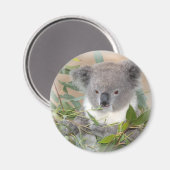 Koala Bear Magnet (Vorderseite/Rückseite)
