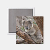 Koala Bear Magnet (Vorderseite/Rückseite)