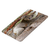 Koala Bear Magnet (Linke Seite)