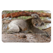 Koala Bear Magnet (Horizontal)