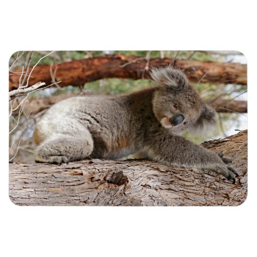 Koala Bear Magnet (Horizontal)