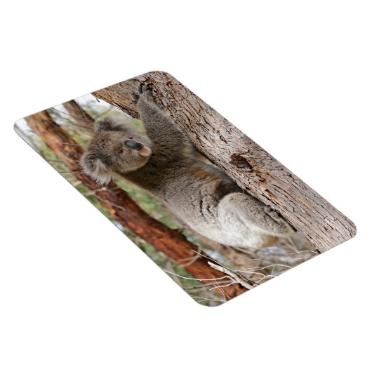 Koala Bear Magnet (Rechte Seite)