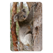 Koala Bear Magnet (Vertikal)