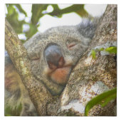 Koala Bear Napping Fliese (Vorderseite)