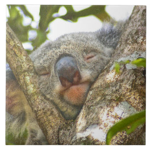 Koala Bear Napping Fliese