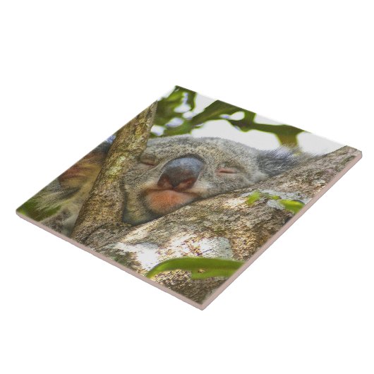 Koala Bear Napping Fliese (Seite)