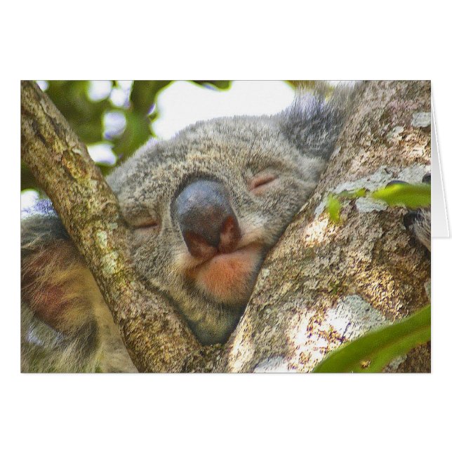 Koala Bear Notecard (Vorderseite (Horizontal))