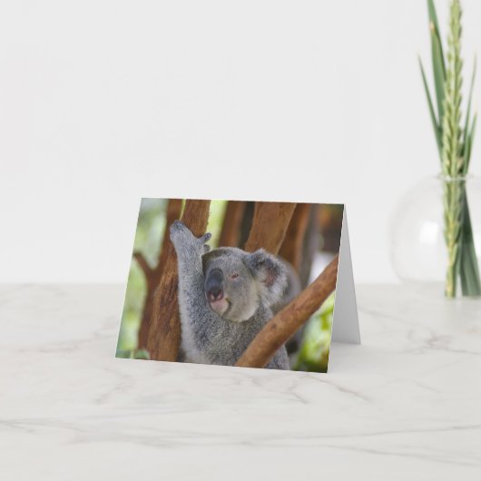 Koala Bear Notecard Karte (Vorderseite)