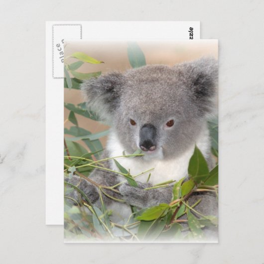 Koala Bear Postcard Postkarte (Vorne/Hinten)