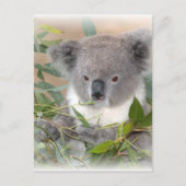 Koala Bear Postcard Postkarte (Vorderseite)