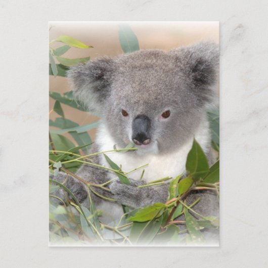 Koala Bear Postcard Postkarte (Vorderseite)