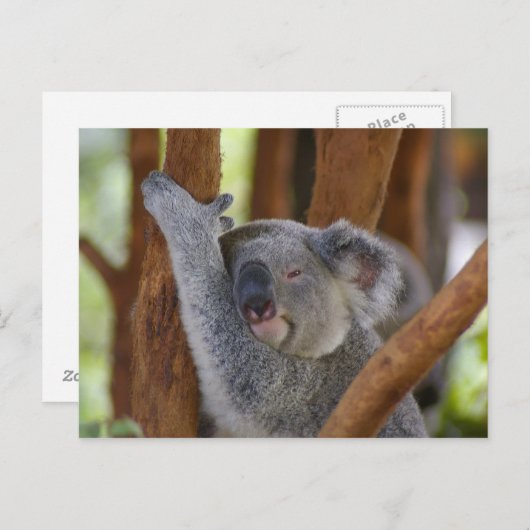 Koala Bear Postcard Postkarte (Vorne/Hinten)