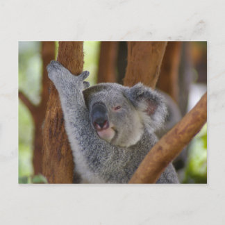 Koala Bear Postcard Postkarte