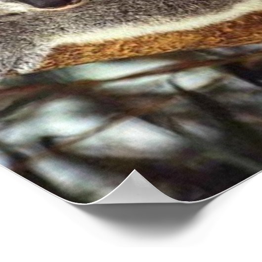 Koala Bear Poster (Ecke)