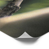 Koala Bear Poster (Ecke)