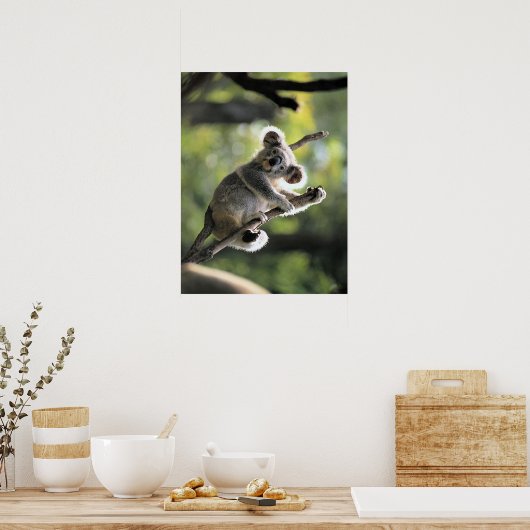 Koala Bear Poster (Küche)