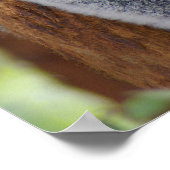 Koala Bear Poster (Ecke)