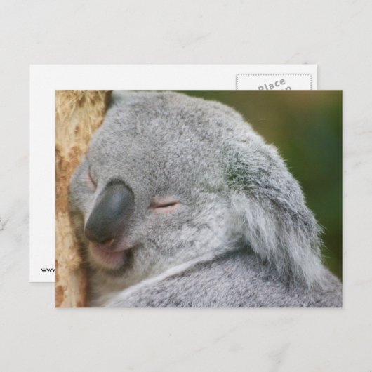 Koala Bear Postkarte (Vorne/Hinten)