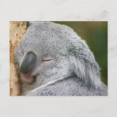 Koala Bear Postkarte (Vorderseite)