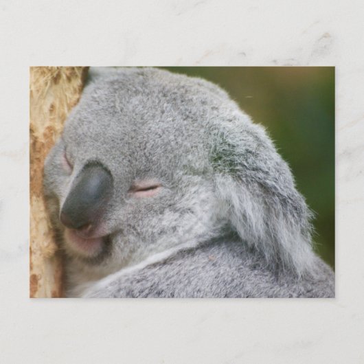 Koala Bear Postkarte (Vorderseite)