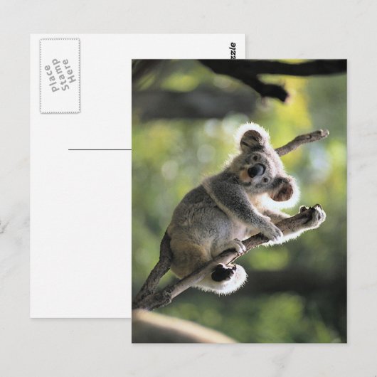 Koala Bear Postkarte (Vorne/Hinten)