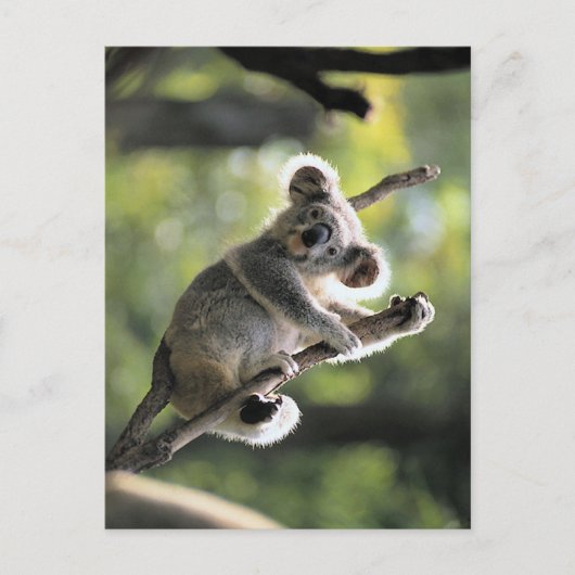 Koala Bear Postkarte (Vorderseite)
