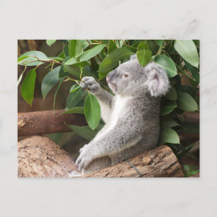 Koala Bear Postkarte