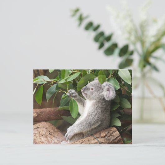 Koala Bear Postkarte (Stehend Vorderseite)