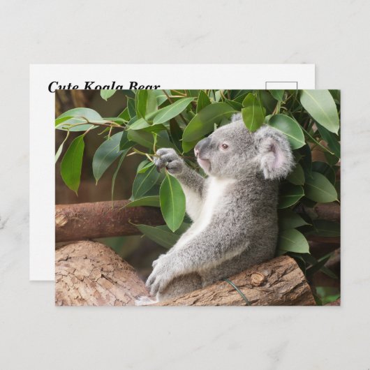 Koala Bear Postkarte (Vorne/Hinten)