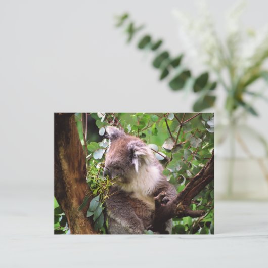 Koala Bear Postkarte (Stehend Vorderseite)
