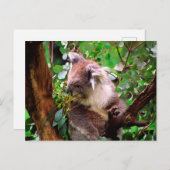 Koala Bear Postkarte (Vorne/Hinten)