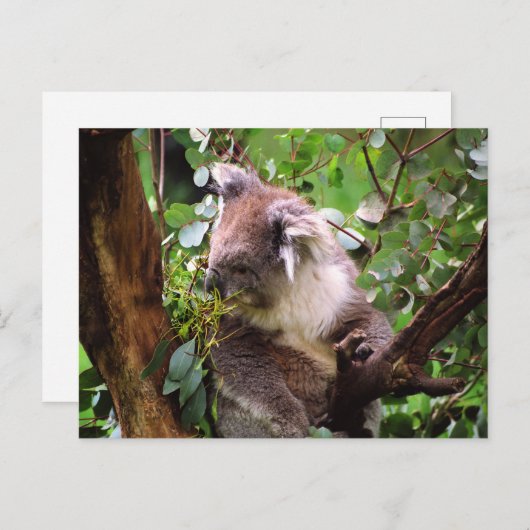Koala Bear Postkarte (Vorne/Hinten)