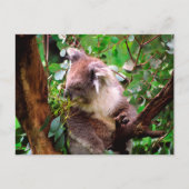 Koala Bear Postkarte (Vorderseite)