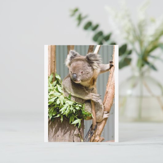 Koala Bear Postkarte (Stehend Vorderseite)