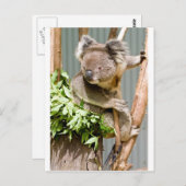 Koala Bear Postkarte (Vorne/Hinten)