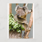 Koala Bear Postkarte (Vorderseite)