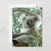 Koala Bear Postkarte (Vorne/Hinten)
