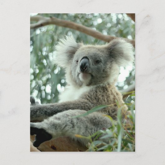 Koala Bear Postkarte (Vorderseite)