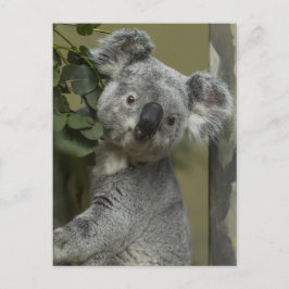 Koala Bear Postkarte