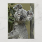 Koala Bear Postkarte (Vorderseite)