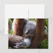 Koala Bear Postkarte (Vorne/Hinten)