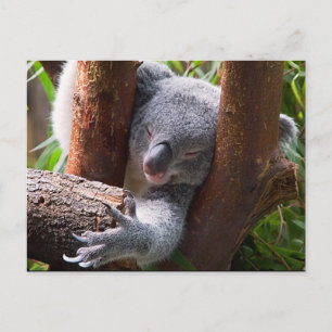 Koala Bear Postkarte